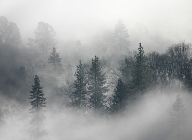 Trees And Fog